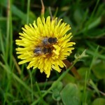 les abeilles et la fleur de pissenlit